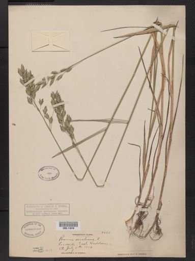 Bromus secalinus