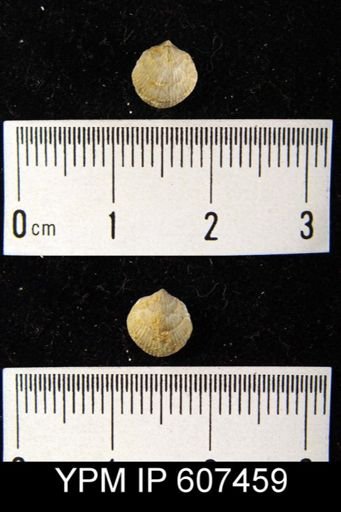 Rhipidomella sp.