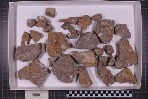 mixed taxa, stratigraphic collection