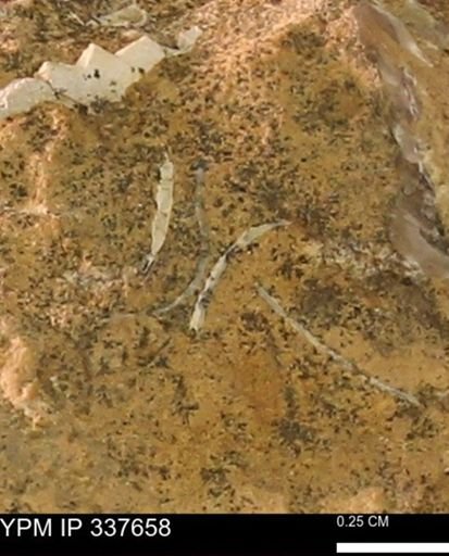 undet. Bivalvia