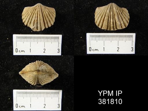 Platystrophia biforata