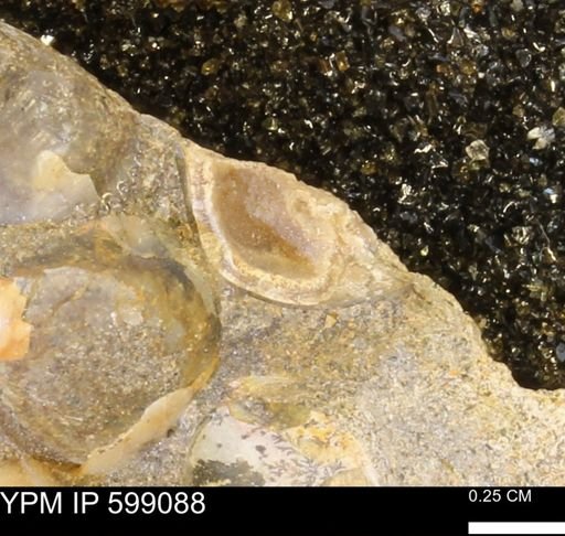undet. Bryozoa