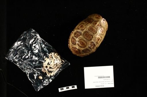 Kinixys belliana