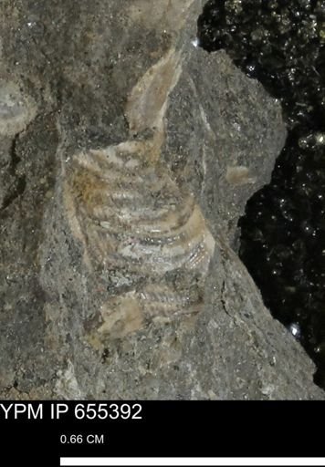 Bivalvia