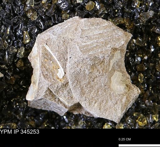 undet. Bivalvia