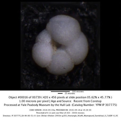 undet. Foraminiferida