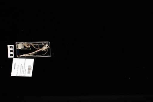Aspidoscelis tigris