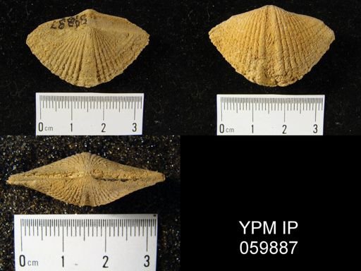 Cumberlandina cumberlandiae