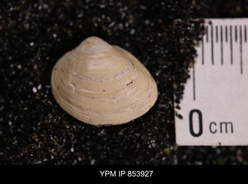 Limopsis striatopunctatus
