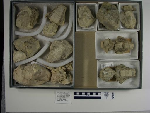 Merycoidodon gracilis