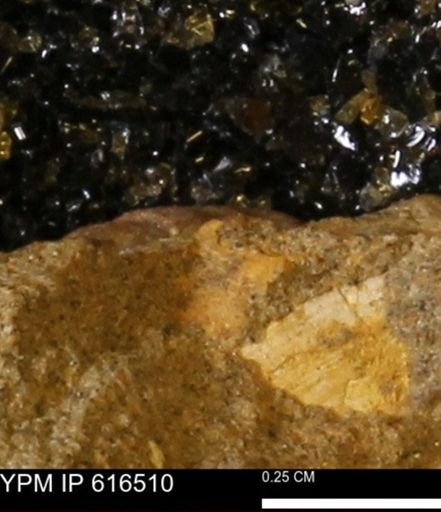 Protocardia subquadrata