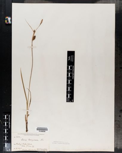 Carex lanuginosa