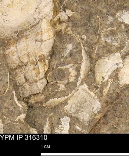 undet. Gastropoda