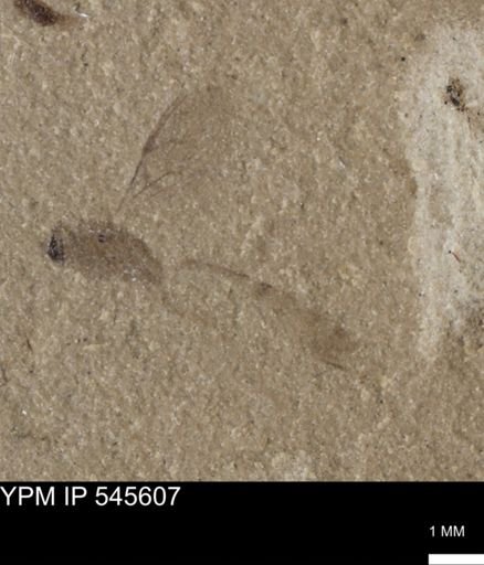 undet. Ichneumonoidea