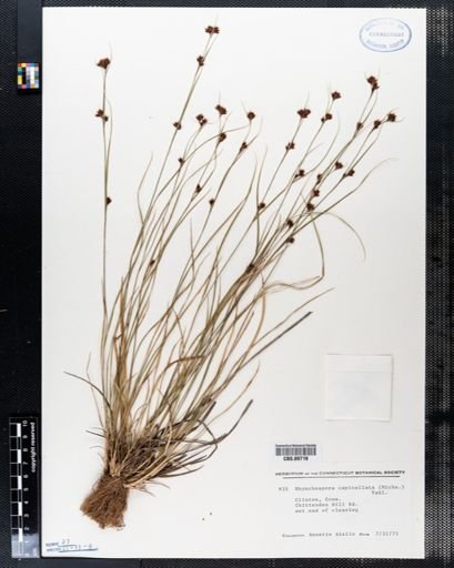 Rhynchospora capitellata