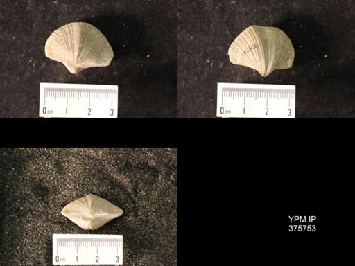 Spirifer cameratus
