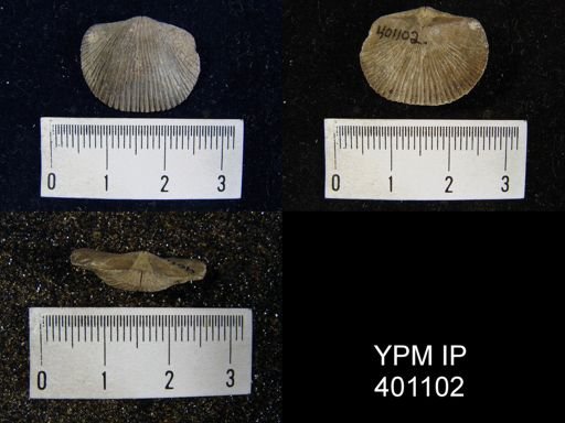 Dinorthis retrorsa