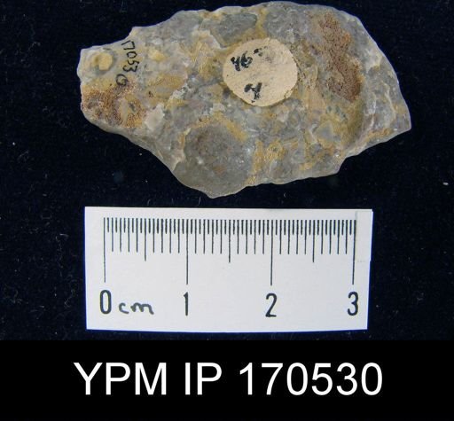 Tritoechia sp.