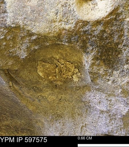 undet. Bivalvia