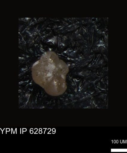 undet. Foraminiferida