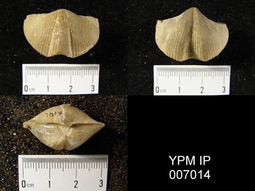 Spirifer whitneyi