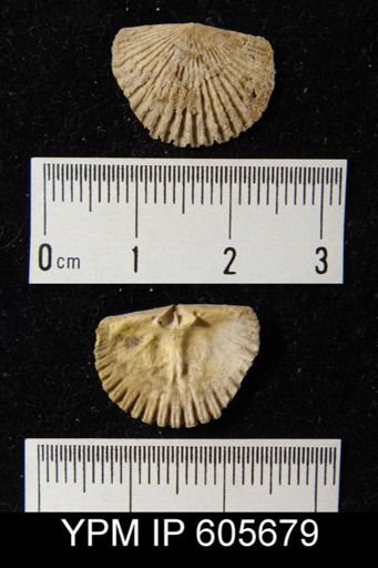 Hesperorthis tricenaria