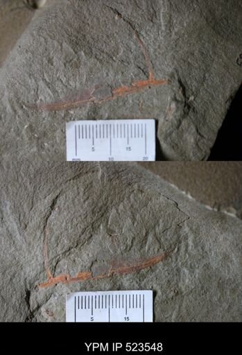 undet. Arthropoda