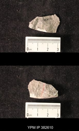 Spirifer cameratus