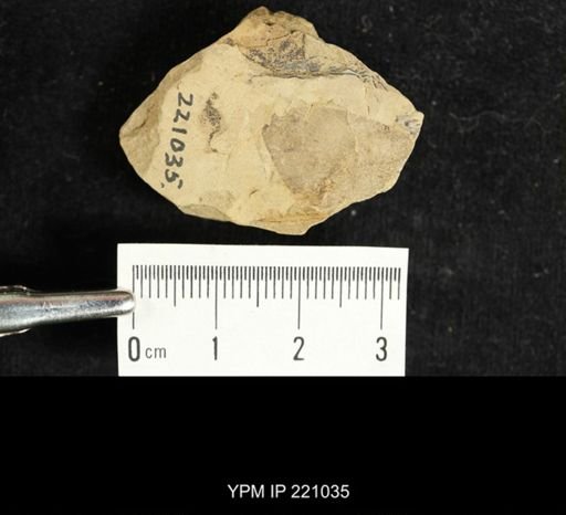 Etoblattina scudderi