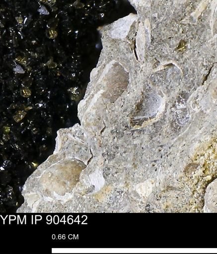 undet. Mollusca