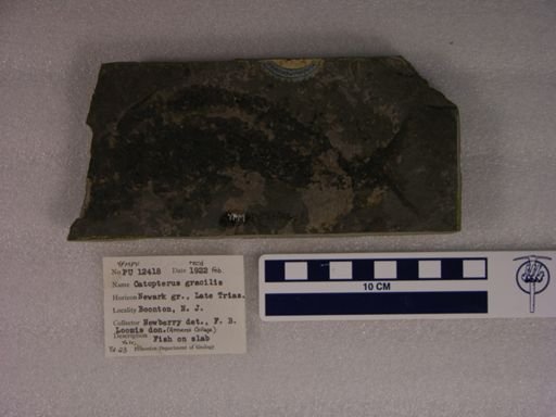 Catopterus gracilis