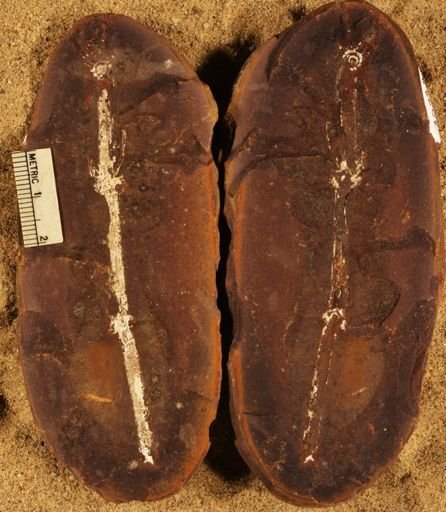 Annularia
