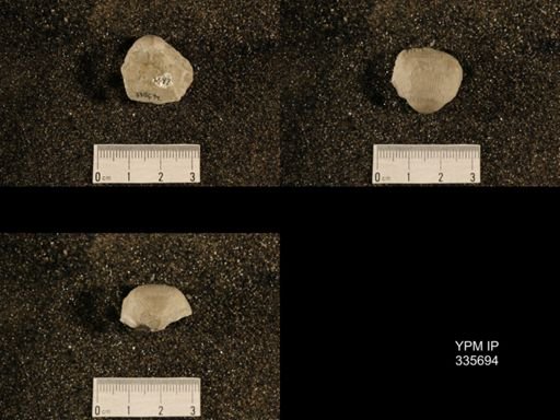 Linoproductus ovatus