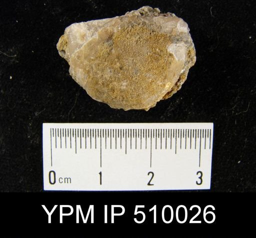 Rafinesquina minnesotensis