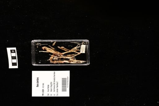 Rana clamitans