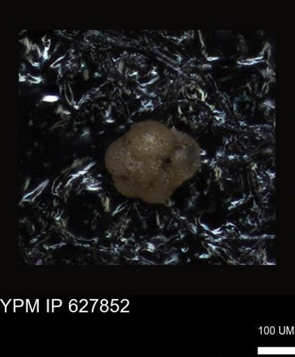undet. Foraminiferida