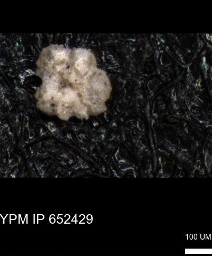 undet. Rugoglobigerinidae