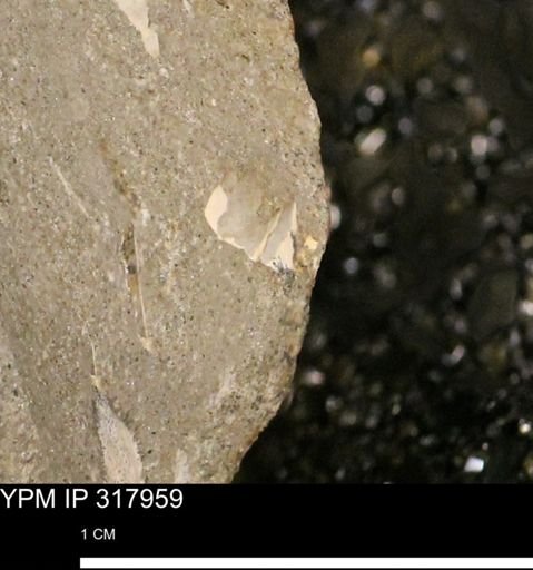 undet. Mollusca