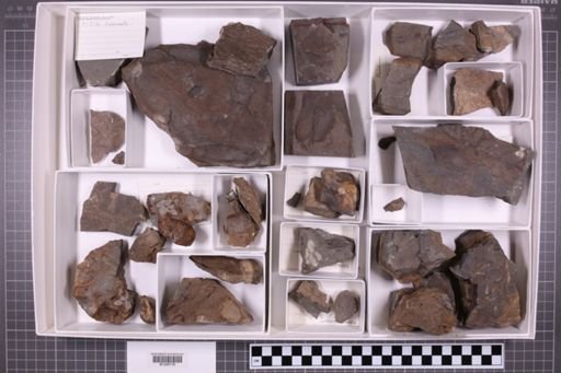 mixed taxa, stratigraphic collection