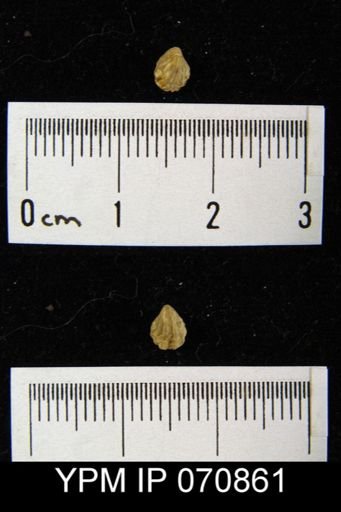 Homoeospira beecheri