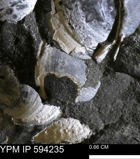 undet. Bivalvia