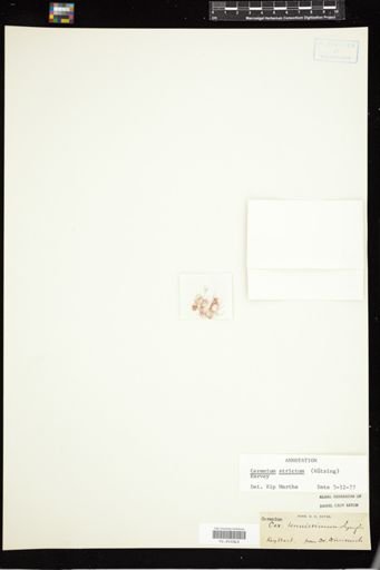 Ceramium strictum