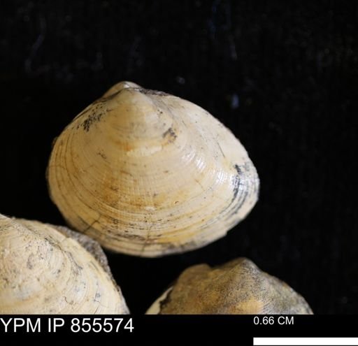 Limopsis striatopunctatus