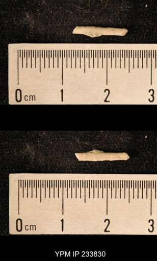 Archaeocidaris sp.