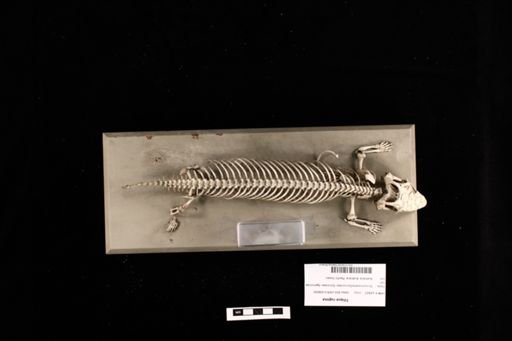 Tiliqua rugosa