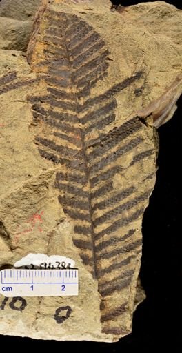 Microphyllopteris delicata