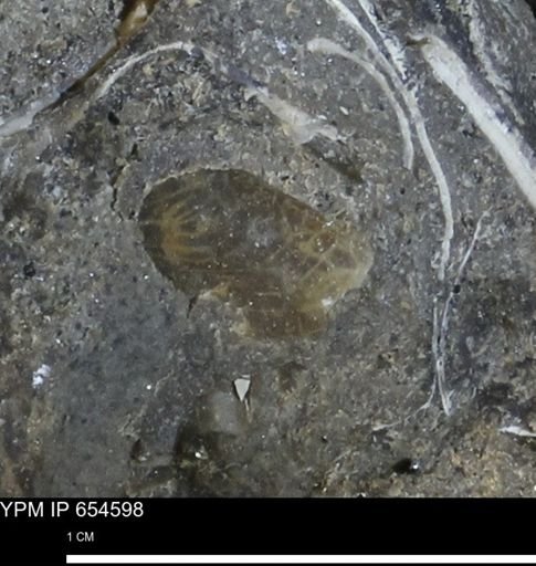 undet. Bivalvia