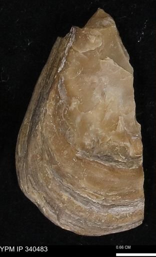 Ostrea glabra