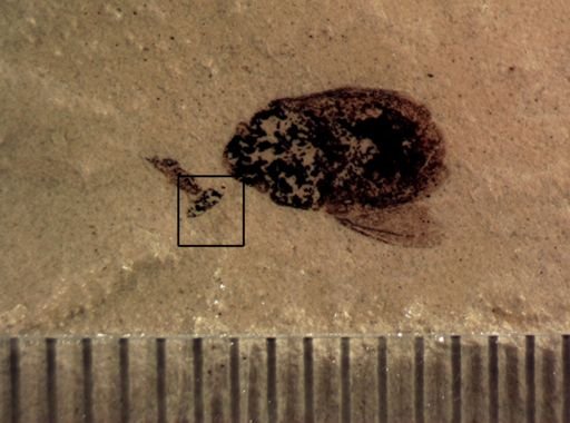 undet. Diptera