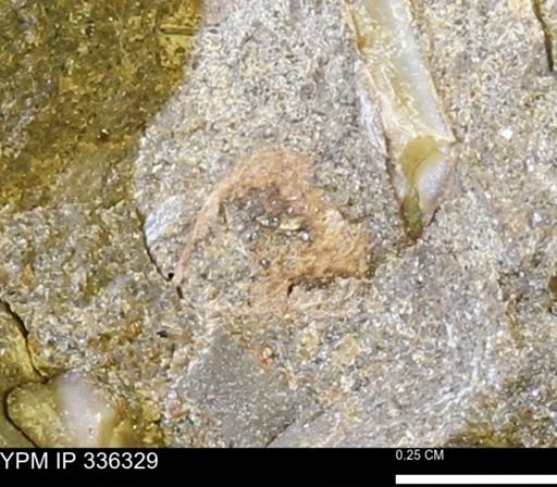 undet. Mollusca